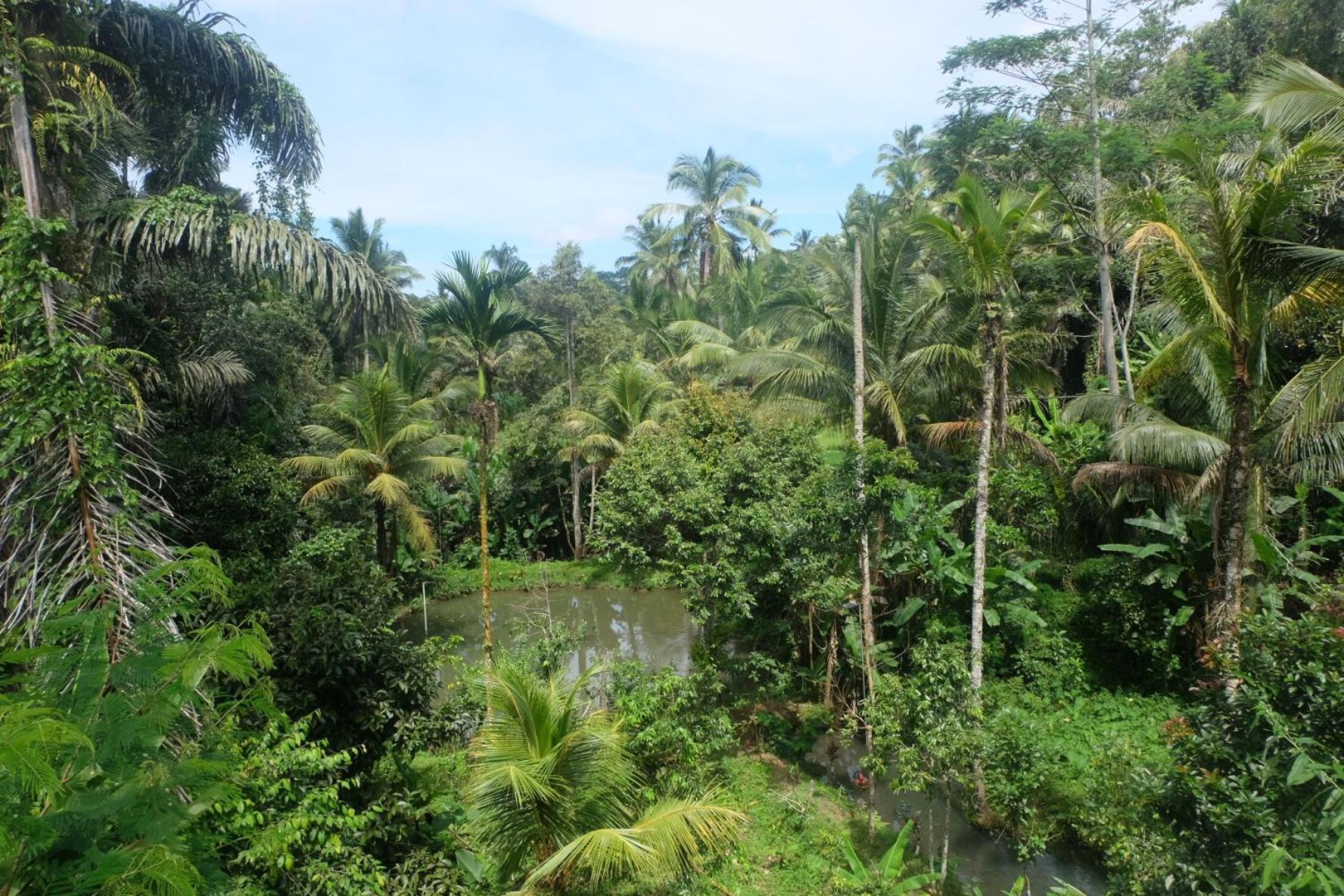 Gunung Kawi House Tegallalang (Bali)